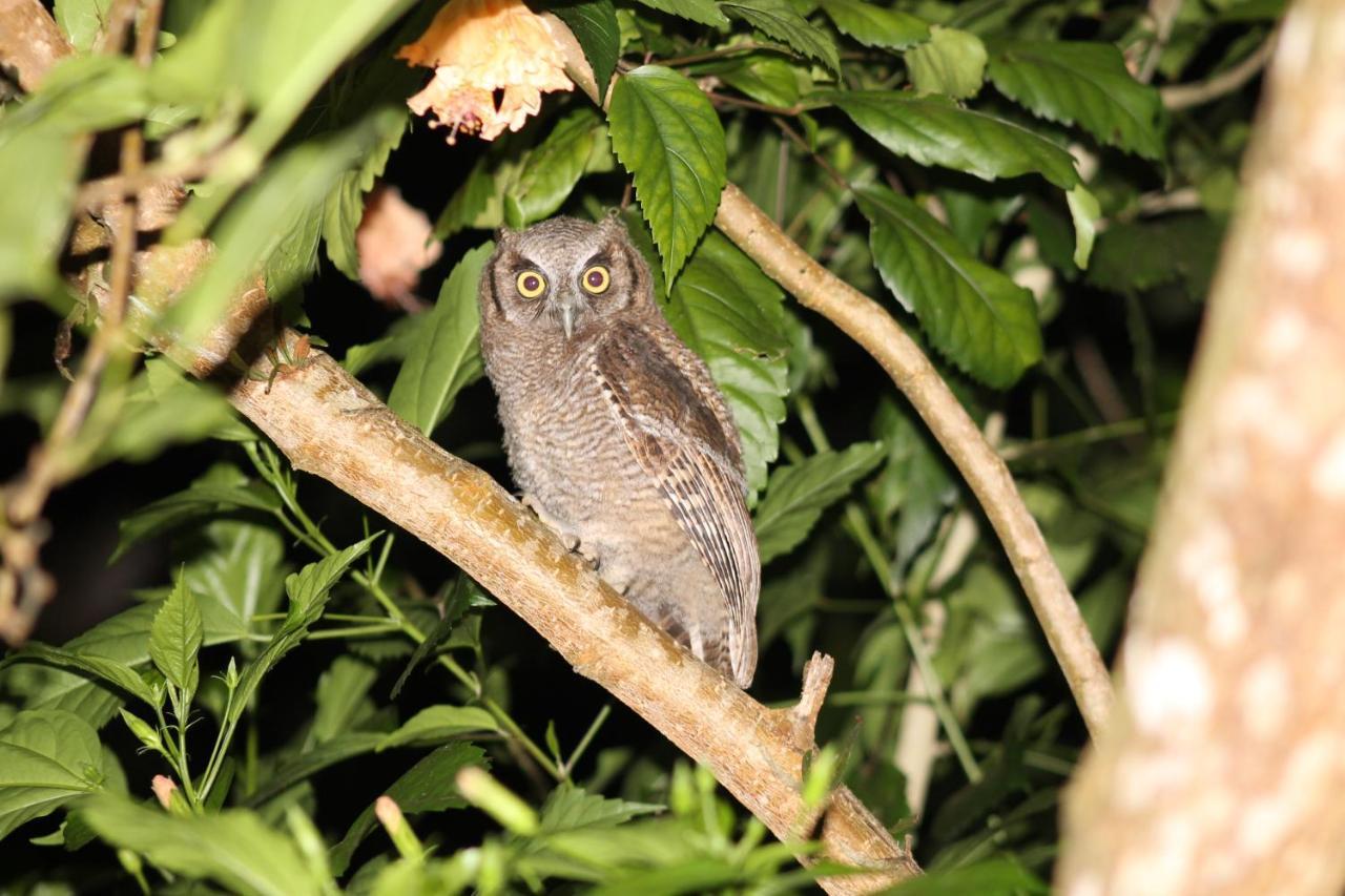 Pousada Colibri มอร์โฮเจอเซาเปาลู ภายนอก รูปภาพ