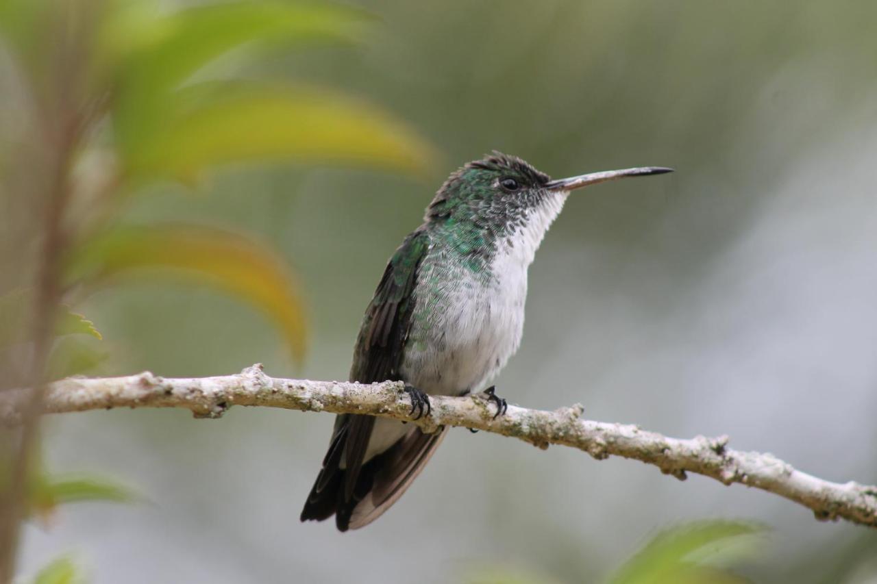 Pousada Colibri มอร์โฮเจอเซาเปาลู ภายนอก รูปภาพ